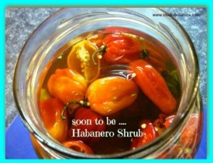 HabaneroShrubSBFB