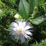 Passion Flower helps sleep