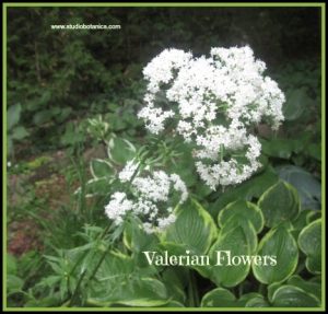 ValerianFlowers Herbs for better sleep