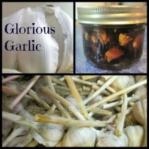 GarlicCollage2