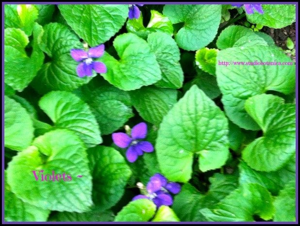 I LOVE Violets!