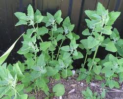 Lamb's Quarters or Goosefoot is VERY rich in minerals including CALCIUM!