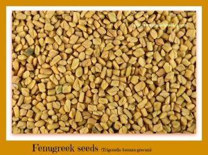 Fenugreek Seeds are a part of herbal Tea for congestion
