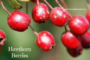 Hawthorn Berries are a part of Hearts Ease tea