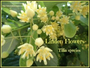 Linden flowers soothing. Help with grief support