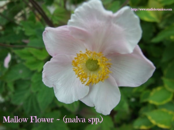 MallowFlower