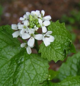 Garlic mustard greens in Pesto