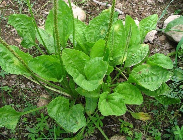 Plantago