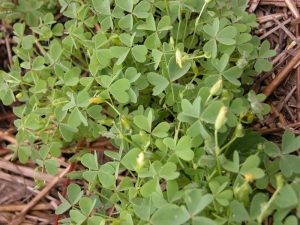 wood sorrel