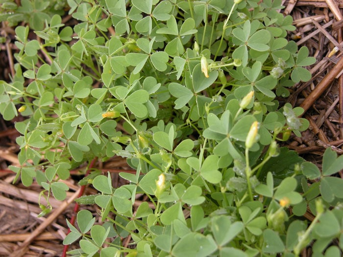 woodsorrel