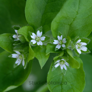 Chickweed is a super ingredient for a healthy pesto