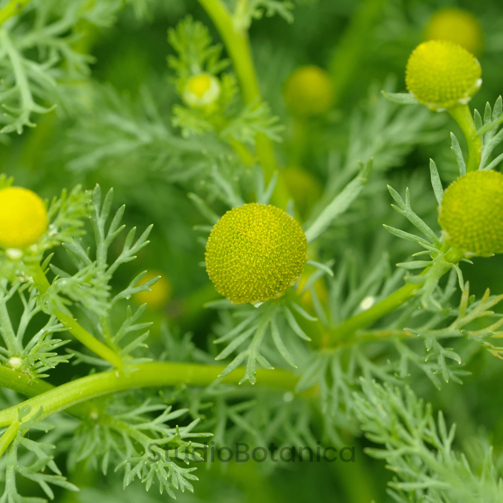 pineapple weed wild edibles wild food