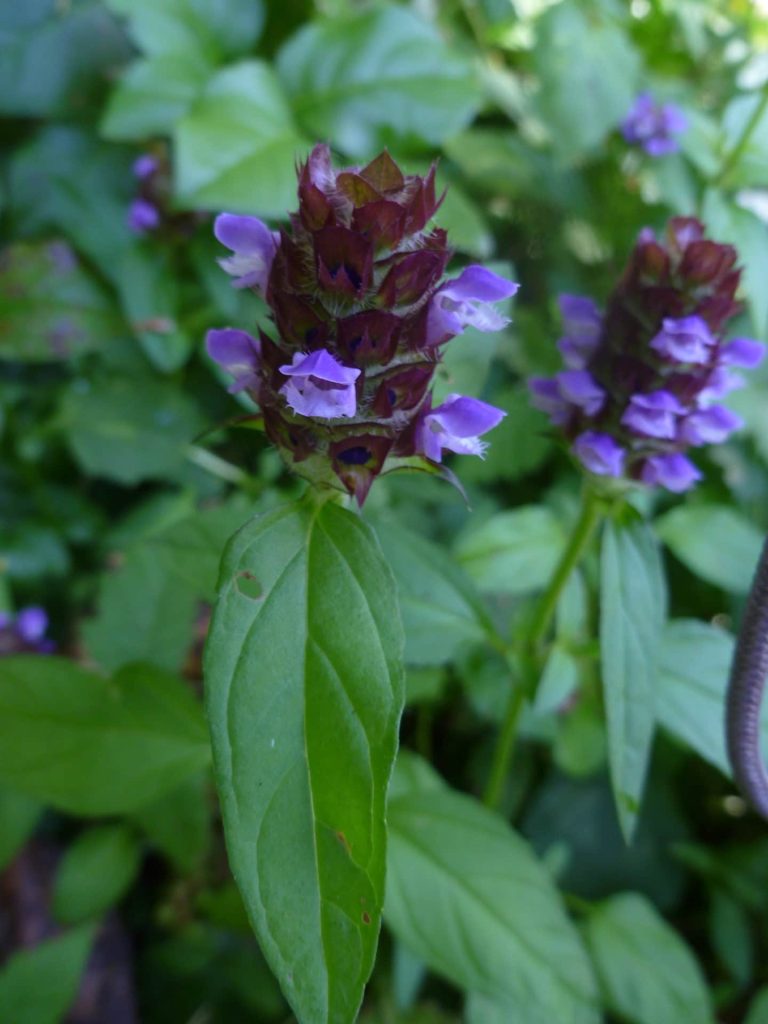 self-heal_(Prunella_vulgaris)