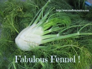 Fennel Herbal Tea Garden