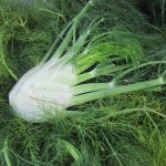 Fab Fennel Salad