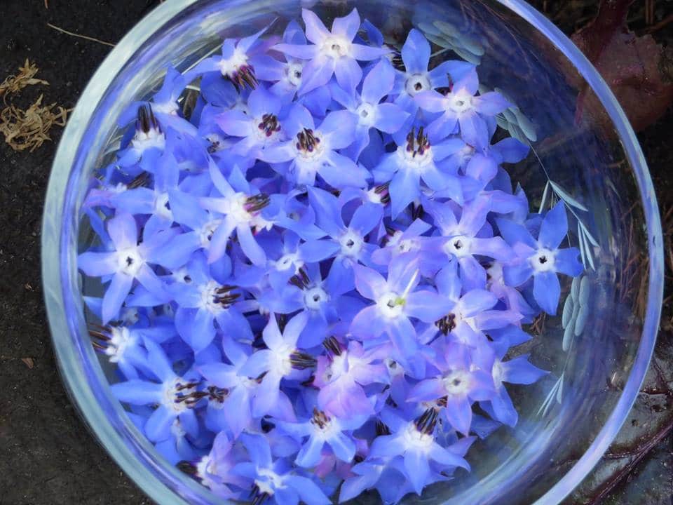 Herbal Ice Teas can include lovely borage flowers