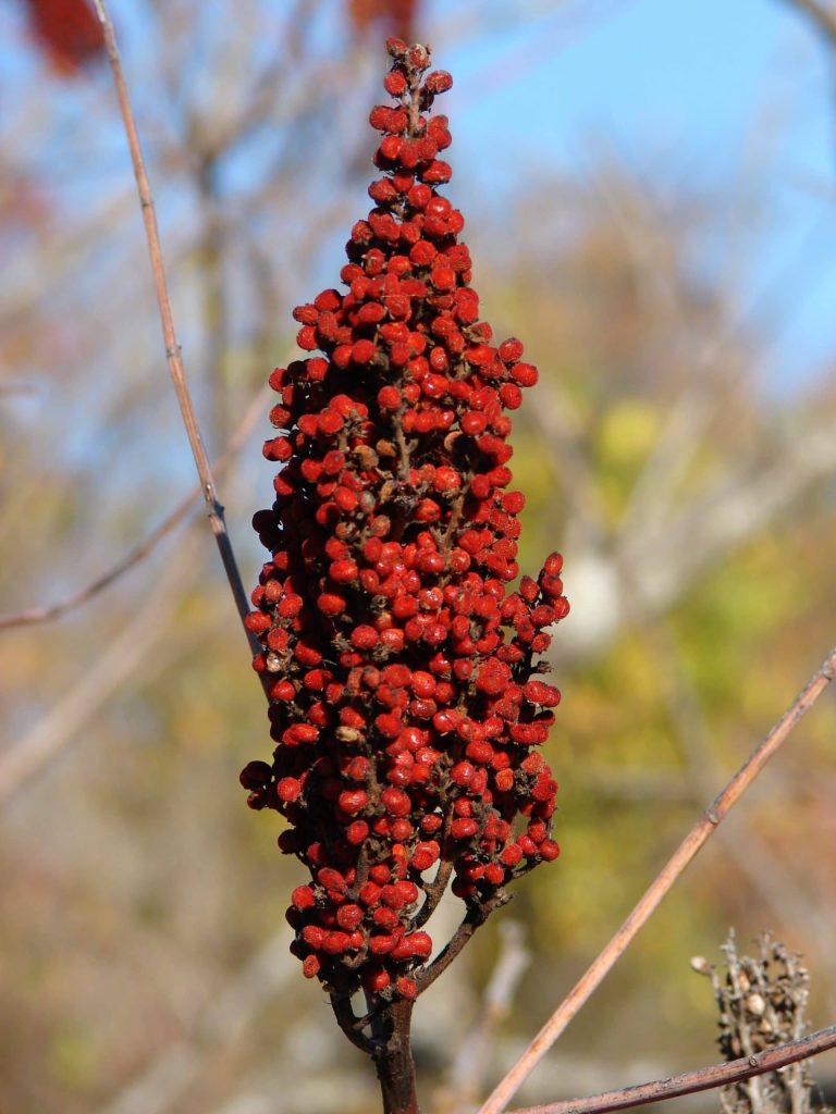 Staghorn Sumac can be fantastic ingredient in herbal ice tea