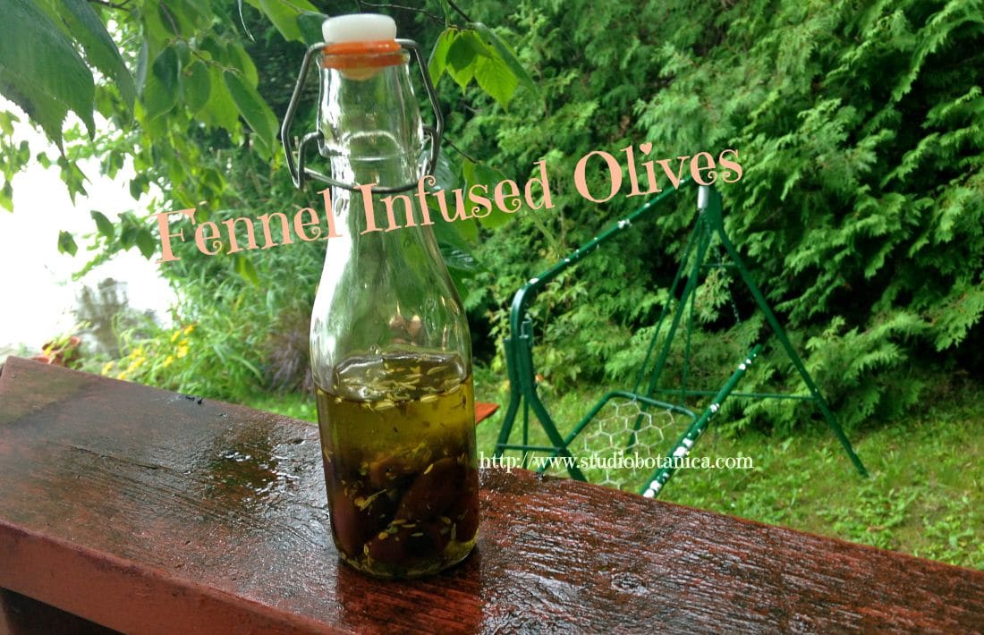 Fennel Infused Olives Recipe Studio Botanica