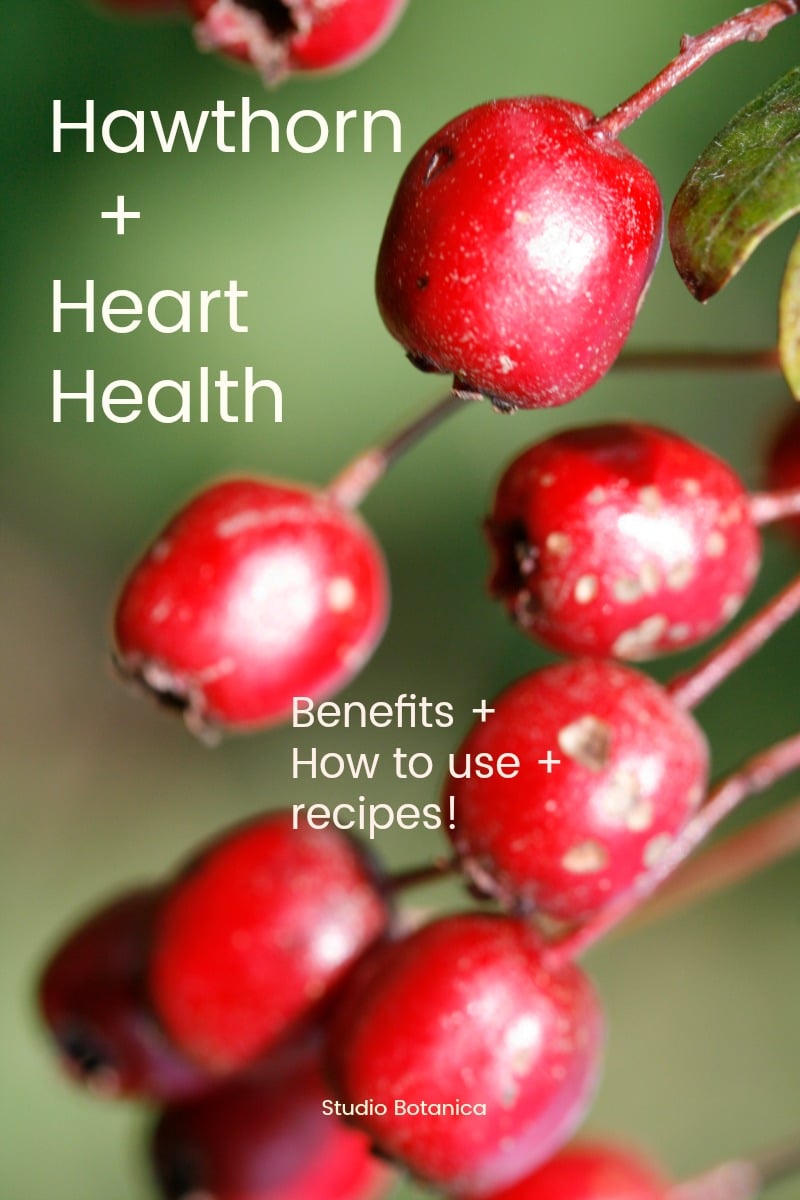 Hawthorn Berries for Heart Health Studio Botanica