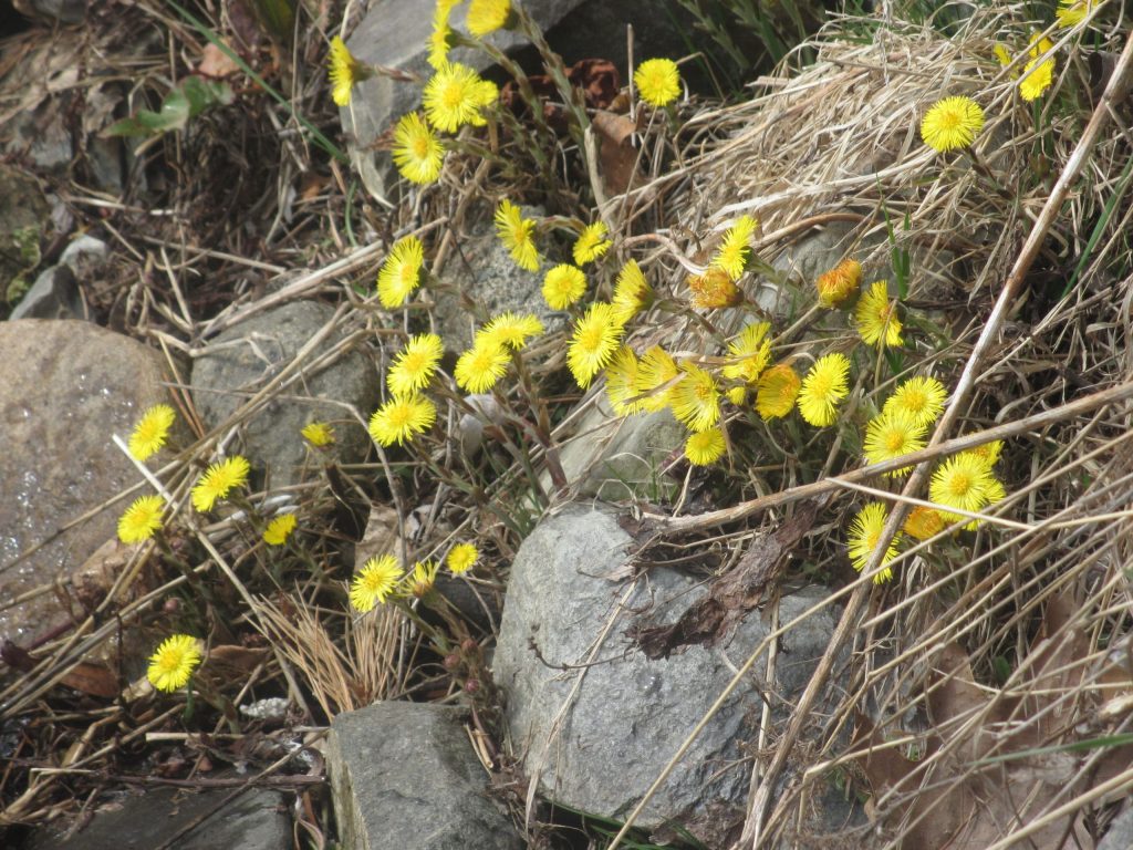 Coltsfoot3