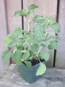 Herbal Solutions can include horehound