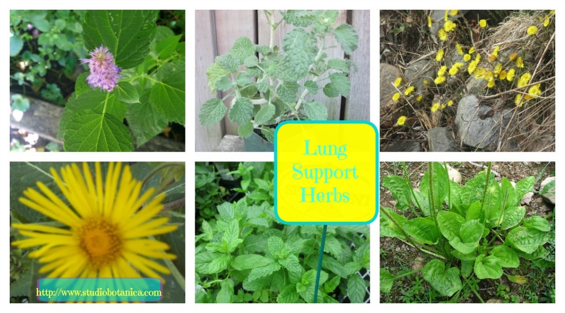 Lung supporting Herbs Studio Botanica
