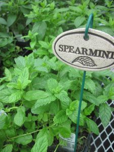 Mint Basil - Spearmint important member of mint family