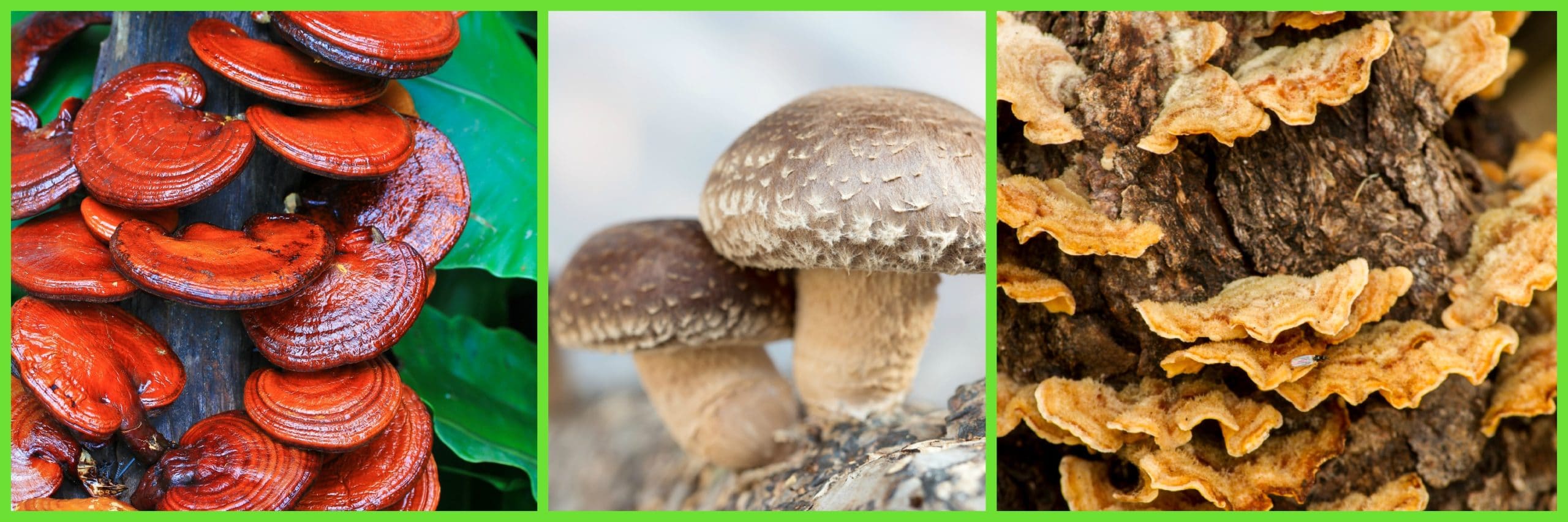 Medicinal Mushrooms Healing Broth Studio Botanica