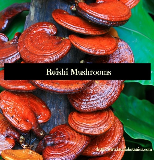 ReishiMushroom500