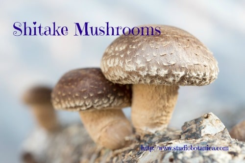 shiitake mushrooms being cultivated the traditional organic way