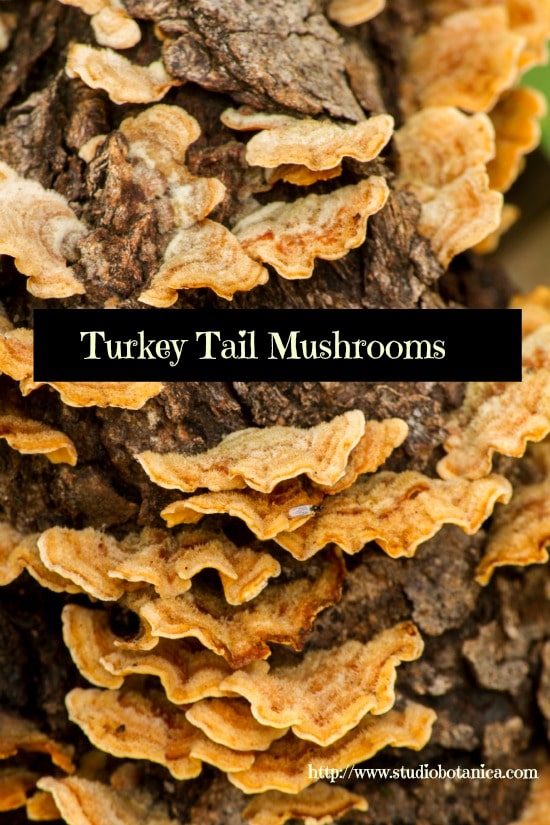 TurkeyTails550sb