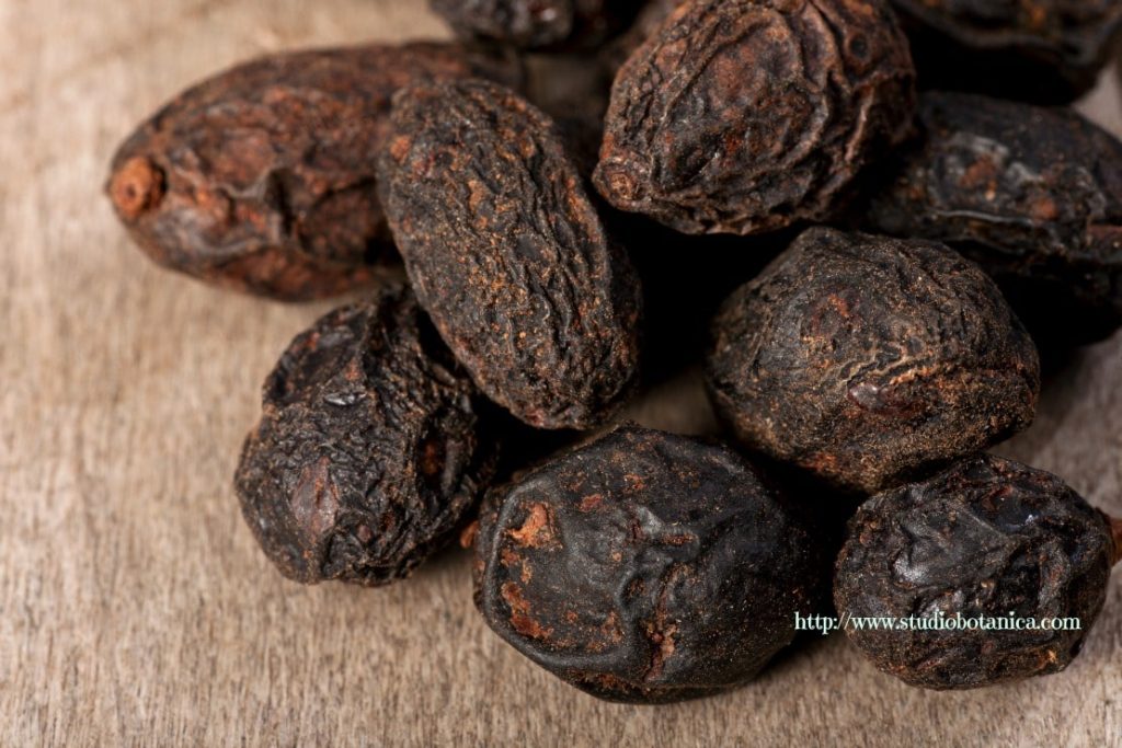 dried saw palmetto closeup