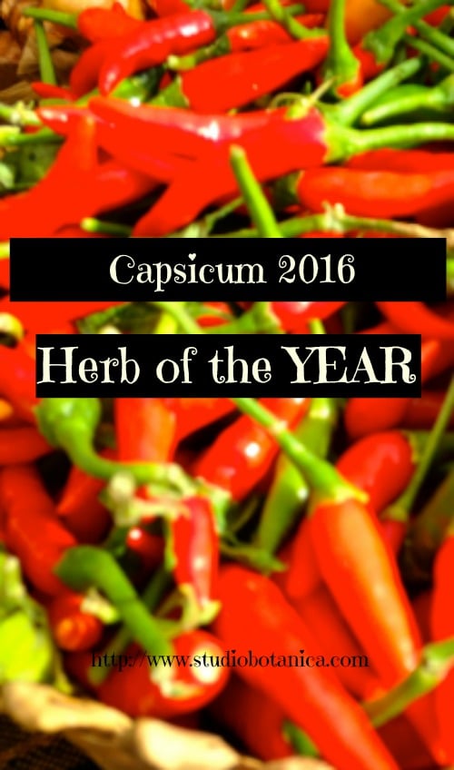 Capsicum