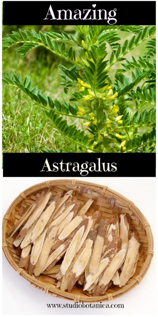 Amazing Astragalus Duo Vert