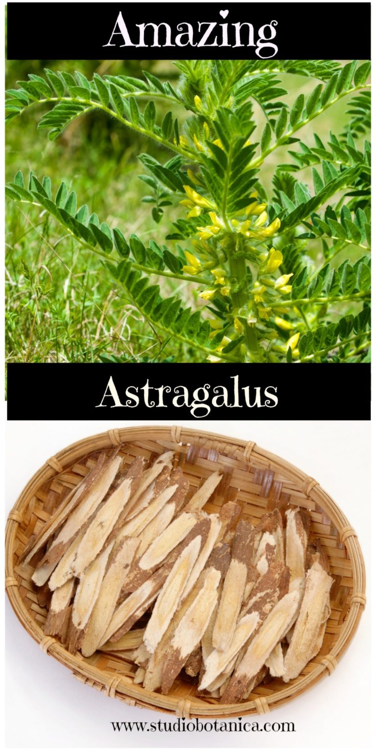 Amazing Astragalus Medicine Studio Botanica