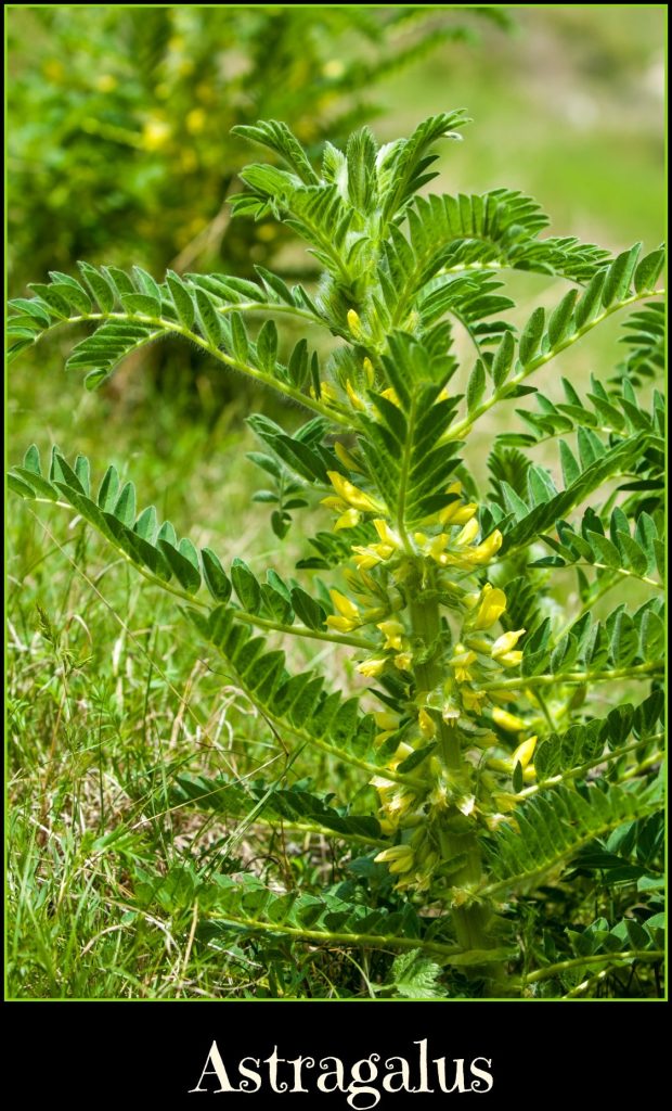 Astragalus. milkvetch. goat's-thorn. vine-like. astragalus sieversianus. Kazakhstan. Tien Shan. Trans-Ili Alatau