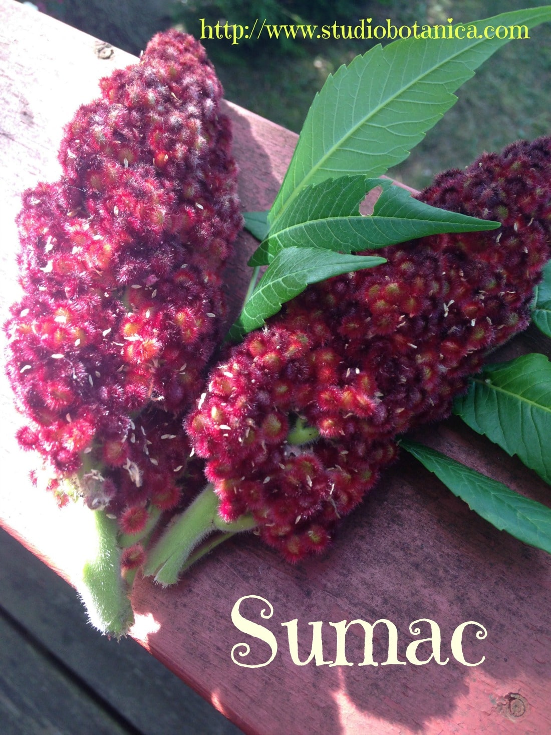Wildly Delicious Sumac Lemonade Studio Botanica