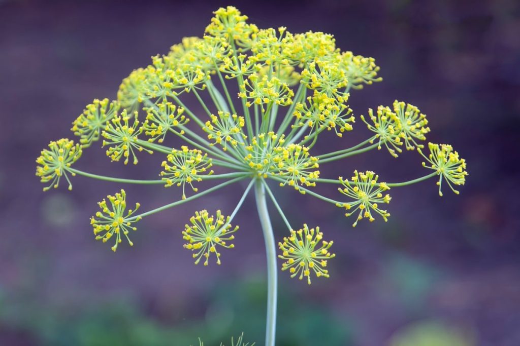 Dill Benefits ~ Dilly Flower