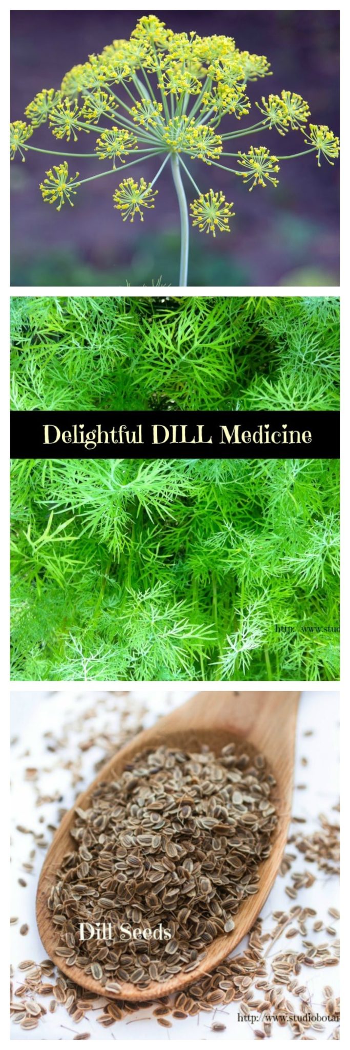 Dill benefits + recipes Studio Botanica
