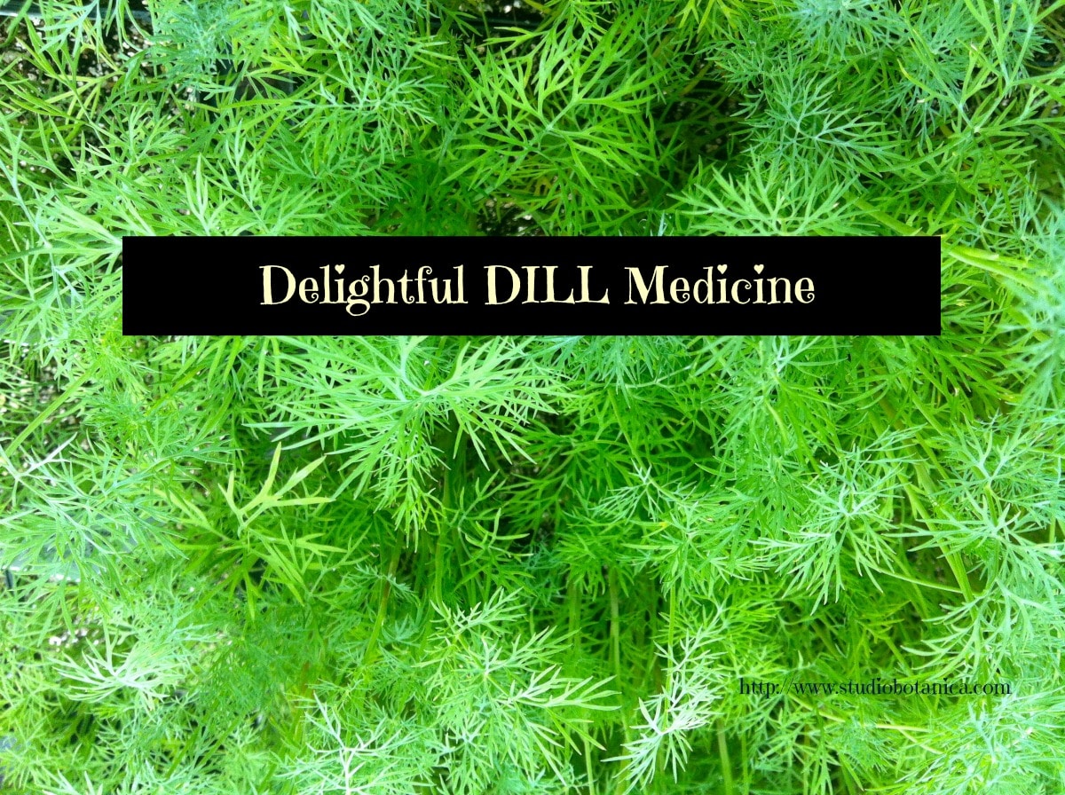 Dill benefits + recipes Studio Botanica