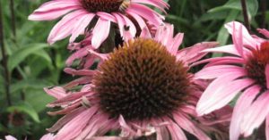 echinacea2