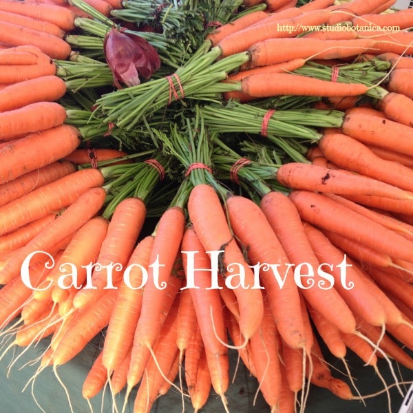 carrotharvest