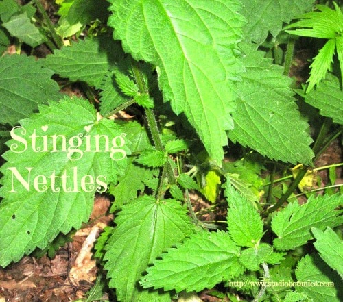 Stinging Nettle Pesto