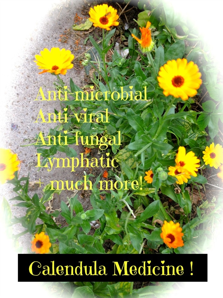 Calendula Medicine