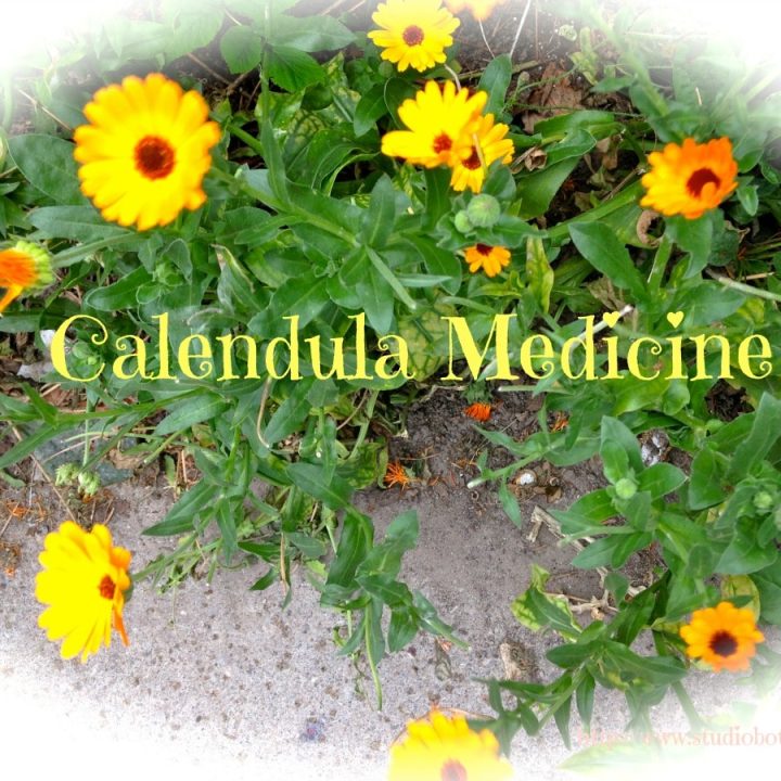 Calendula Medicine