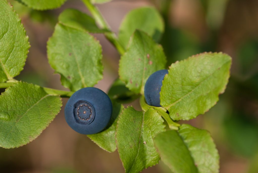 Bilberry Brain Booster