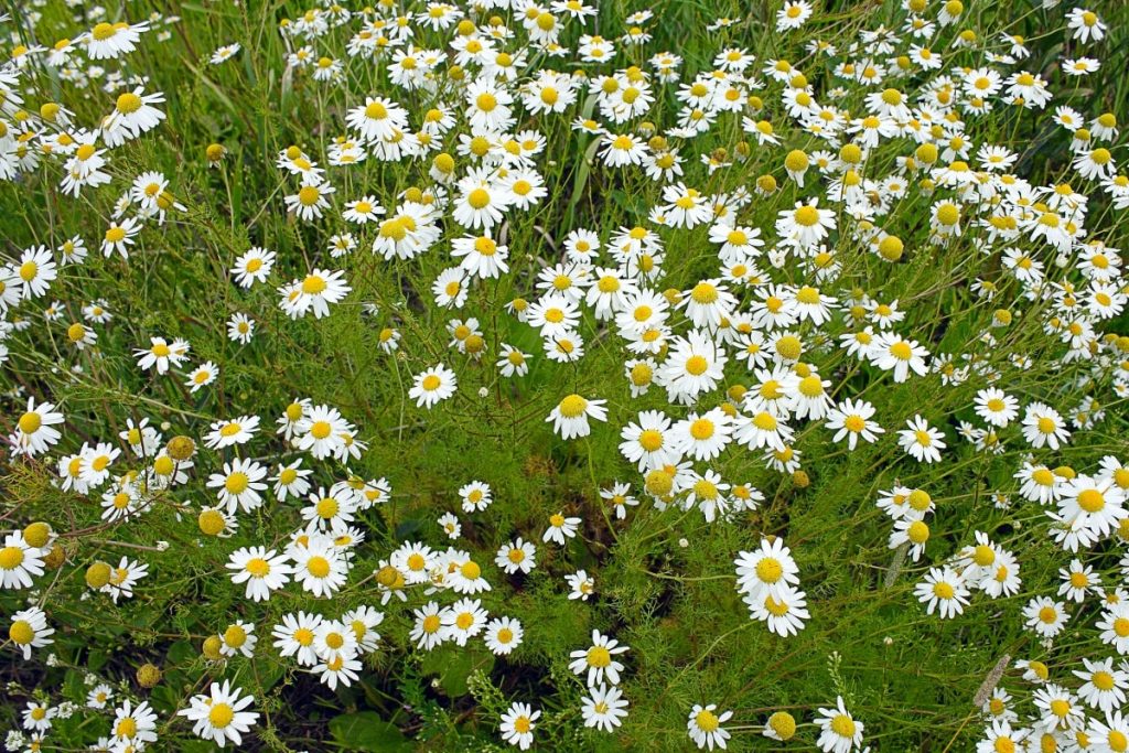 German Chamomile in Kiddie Calm tea