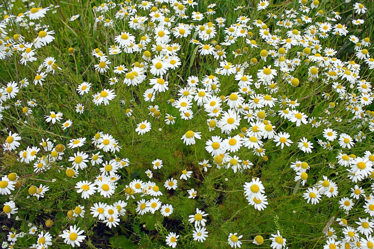 German Chamomile for better sleeps