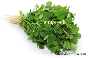 Fenugreek Medicine leaves