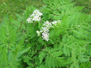 Sweet Cicely Herbal Tea garden